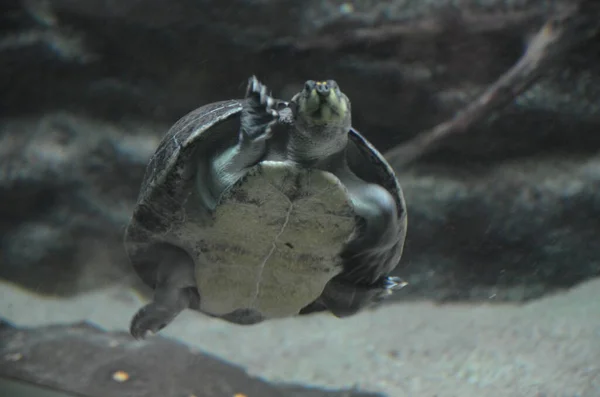 Żółw Akwarium Berlińskie Niemcy — Zdjęcie stockowe
