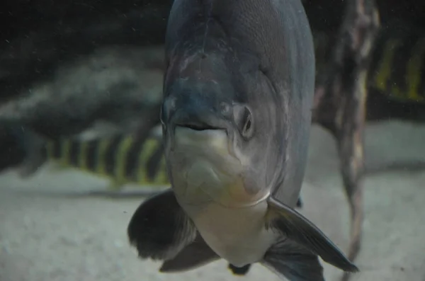 Тропические Рыбы Аквариуме Берлин — стоковое фото