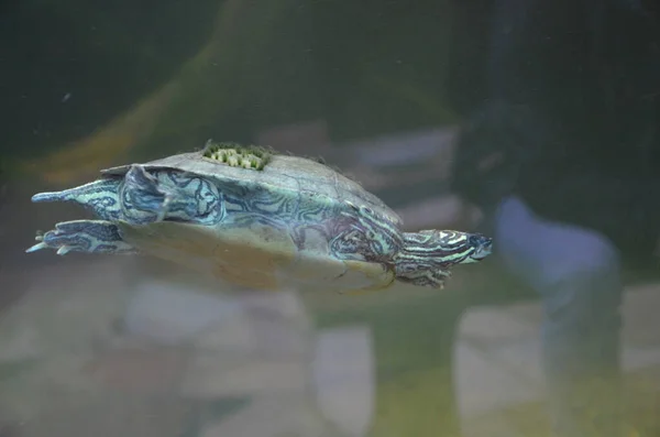 Bir Kaplumbağa Bir Berlin Akvaryumu Almanya — Stok fotoğraf