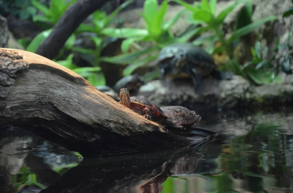 Kafası Dışarıda Güneş Işığında Dinlenen Kaplumbağa — Stok fotoğraf