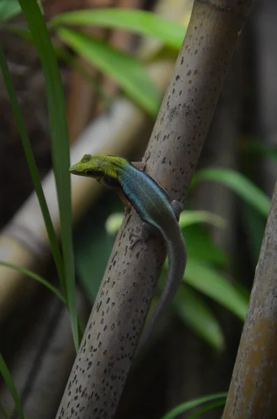 Yellow Headed Day Gecko Phelsuma Klemmeri — Stock Photo, Image