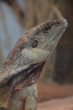 Avustralya yerlisi Jacky Dragon kertenkelesi, Amphibolurus muricatus