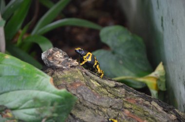 Yallow zehirli ok kurbağası
