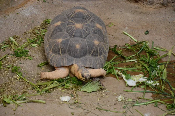 砂の中を歩くオオカミ — ストック写真