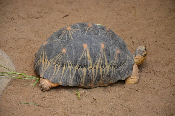 Landsköldpadda Vandring Sand — Stockfoto