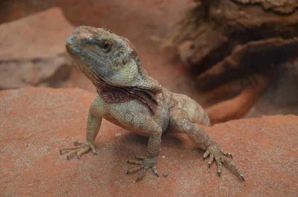 Australian native Jacky Dragon lizard, Amphibolurus muricatus