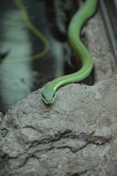 Philodryas Baroni Serpente Dal Naso Lungo — Foto Stock