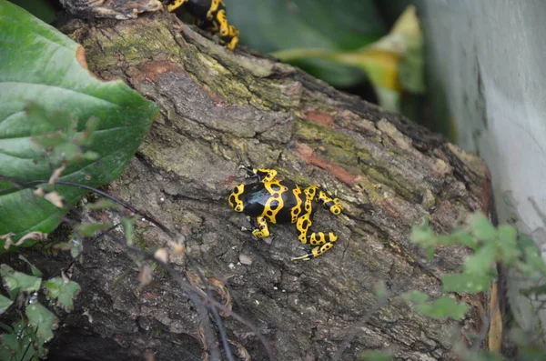Yallow zehirli ok kurbağası