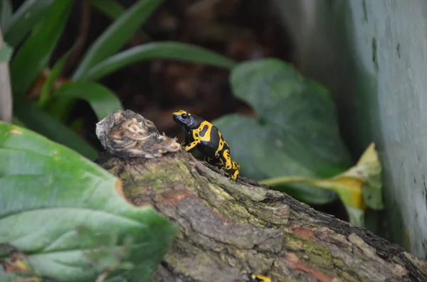 Yallow zehirli ok kurbağası
