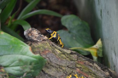 Yallow zehirli ok kurbağası
