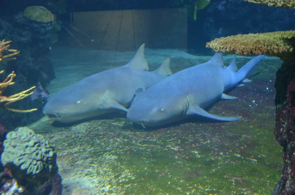 Requins Nourrices Reposant Dans Une Grotte Sur Fond Marin — Photo