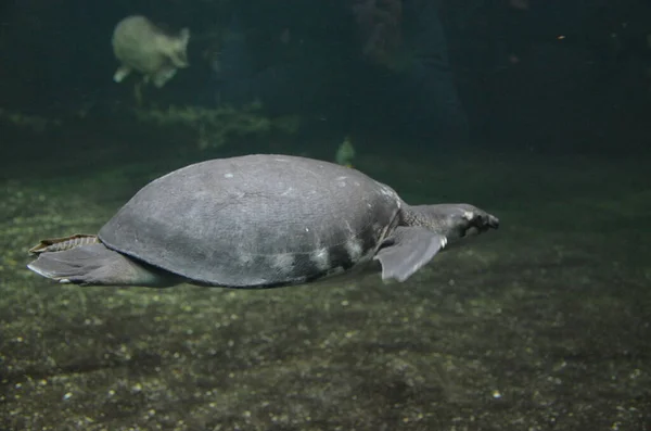 ベルリン水族館 ドイツ — ストック写真