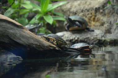 Kafası dışarıda, güneş ışığında dinlenen kaplumbağa.