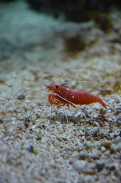 Horizontal Macro Shot Aquarium Small Cherry Shrimp Close — Stock Photo, Image