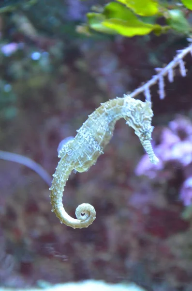 Tiny Horsefish Hangs Water Tropical Sea — Stock Photo, Image