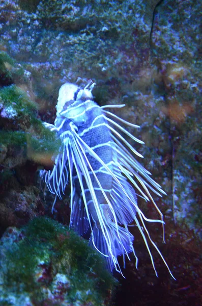 法兰克福水族馆的热带鱼类 — 图库照片