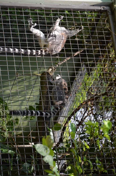 Lémur Cola Anillada Lemur Catta — Foto de Stock
