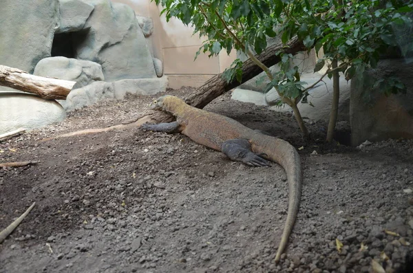 Komodo Dragon Világ Legnagyobb Gyíkja — Stock Fotó