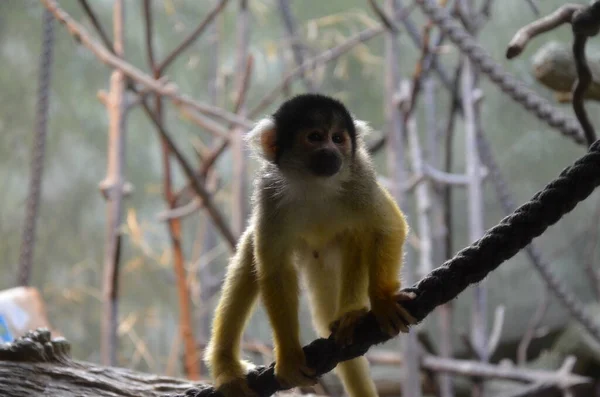 Macaco Esquilo Para Mijar Saimiri Boliviensis — Fotografia de Stock