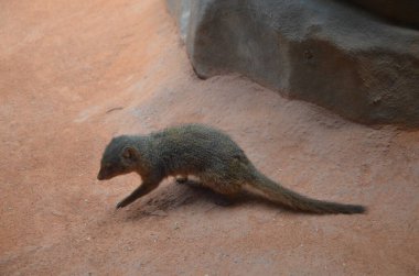 Hayvanat bahçesinde cüce firavun faresi portresi