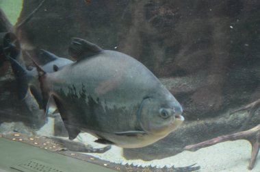 Akvaryumdaki tropikal balıklar, Frankfurt am Main (Almanya)