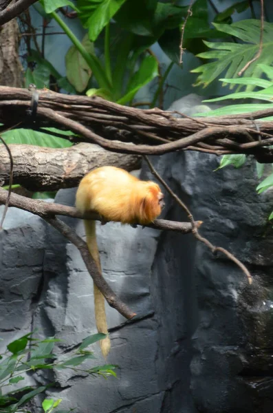 Tamarín León Dorado Leontopithecus Rosalia — Foto de Stock