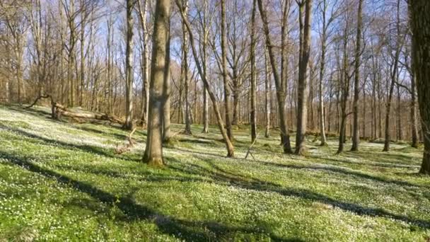 Springtime landscape with wood anemone flowers — Stock Video