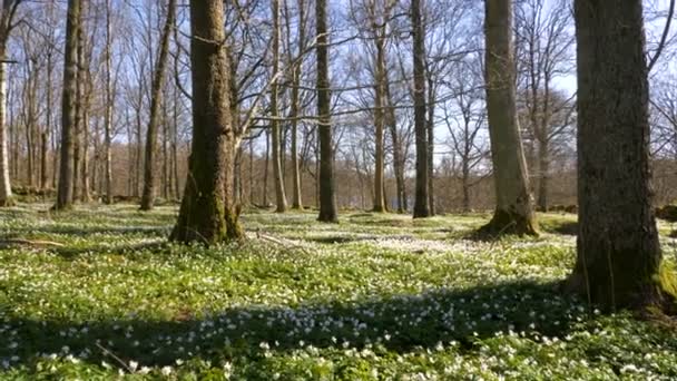 Springtime landscape with wood anemone flowers — Stock Video