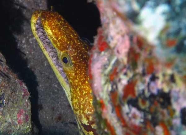 Murene Giallo Nascosto Sotto Una Roccia — Foto Stock