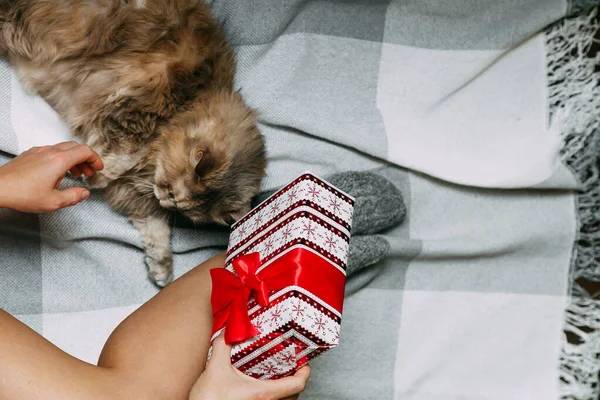 Mädchen spielt mit süßen Katze. die Aussicht von oben. Frau verpackt Weihnachts- und Neujahrsgeschenke. — Stockfoto