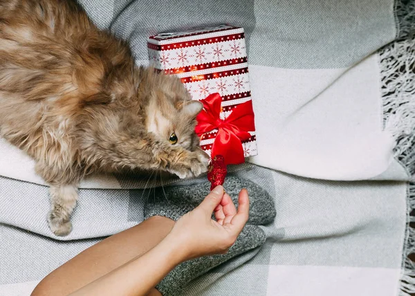 Girl playing with cute cat. The view from the top. Woman packing Christmas and new year gifts. — Stock Photo, Image