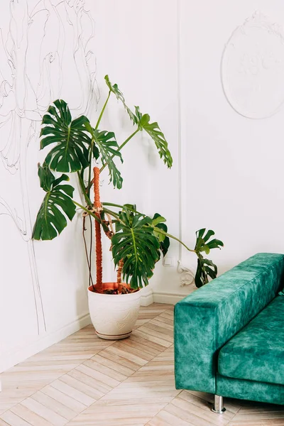 Plantas tropicais verdes no interior do quarto — Fotografia de Stock