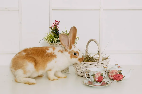 Coniglio di Pasqua con fiori primaverili su pavimento bianco testurizzato e tavola di legno — Foto Stock