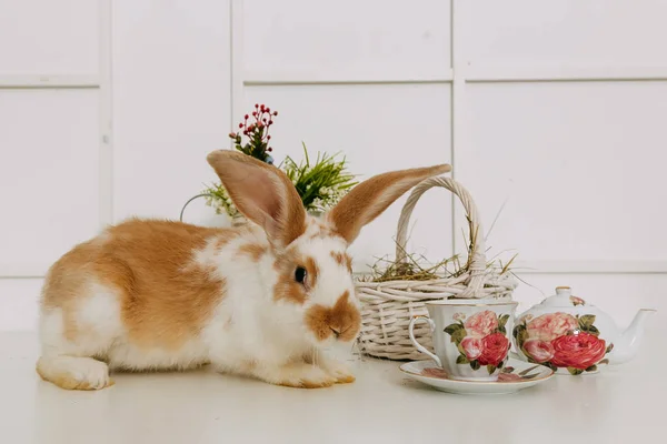 Conejo de Pascua conejo con flores de primavera en piso de textura blanca y tablero de madera — Foto de Stock
