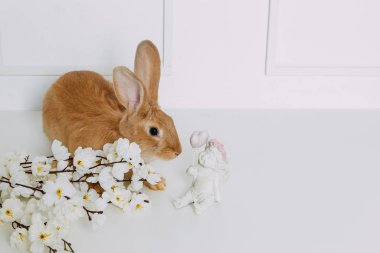 bahar çiçekleri beyaz zemin üzerine kırmızı tavşanın
