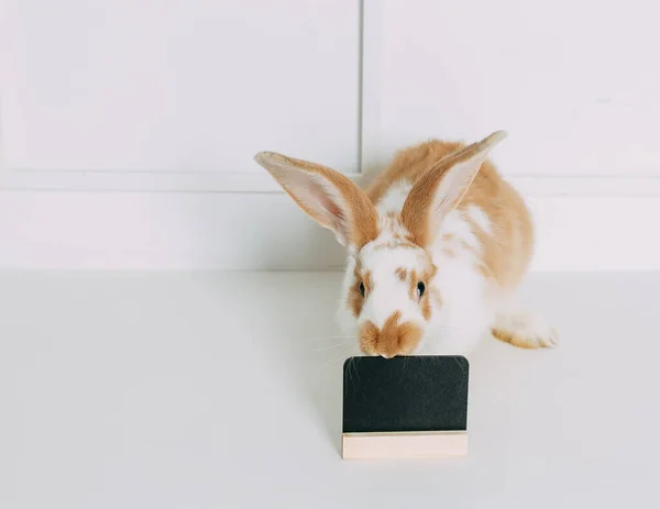 Retrato de conejo rojo y áspero sobre fondo blanco. Espacio para el texto — Foto de Stock