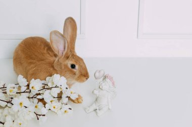 bahar çiçekleri beyaz zemin üzerine kırmızı tavşanın