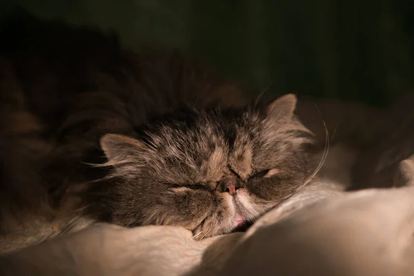 Close up sleepy Golden chinchilla persian cat. — Stock fotografie