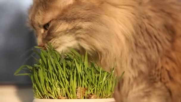 Χώμα για κατοικίδια, χόρτο για γάτες. Γάτα τρώει ένα χορτάρι γάτα. — Αρχείο Βίντεο