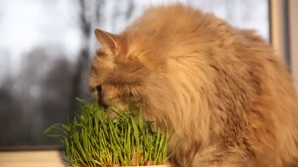 Grama de estimação, grama de gato. Gato está comendo uma grama de gato . — Vídeo de Stock