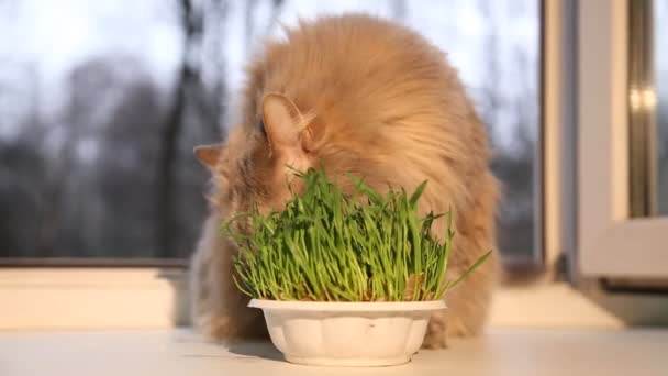 Χώμα για κατοικίδια, χόρτο για γάτες. Γάτα τρώει ένα χορτάρι γάτα. — Αρχείο Βίντεο