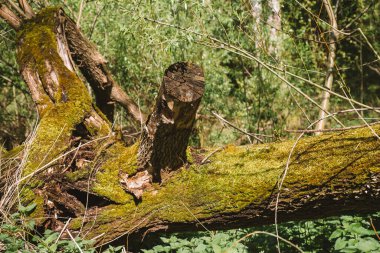 Yosun kaplı eski bir ağacın gövdesi. Doğal arka plan, yeşil yosun dokusu. Karanlık Orman.