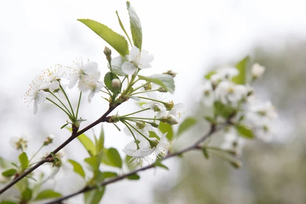 Foto Brunch Árvore Florescente Com Flores Brancas Fundo Verde Bokeh — Fotografia de Stock