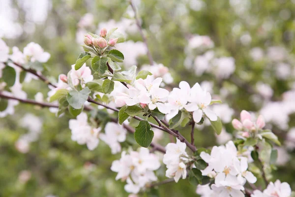 Flores Macieiras Parte Produtora Sementes Uma Planta Constituída Por Órgãos — Fotografia de Stock