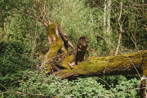 Tronco Uma Velha Árvore Caída Coberta Musgo Fundo Natural Textura — Fotografia de Stock