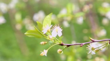 İlkbaharda çiçek açan kiraz dalı. Kiraz çiçekleriyle güzel Japon ağaç dalları. - Beyaz. Bahar çiçekleri. Kiraz. Sakura. Arkaplan.