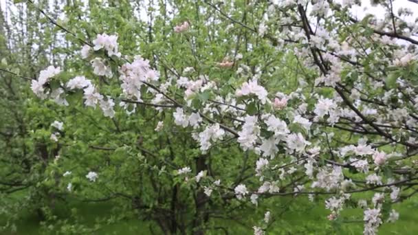 Kwitnie Jabłoń Gałęzie Jabłoni Zamiatają Wietrze Kwitnienie Drzew Owocowych Wiosną — Wideo stockowe