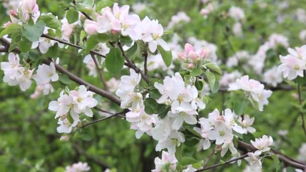 Apple Tree Blossoms Branches Apple Trees Sweep Wind Flowering Fruit — Stock Video