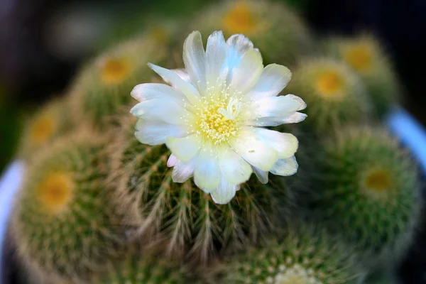 Güzel çiçek vahşi çöl kaktüs flowerbeautiful çiçek açan w