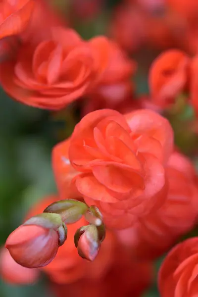 Closeup Kırmızı çiçek